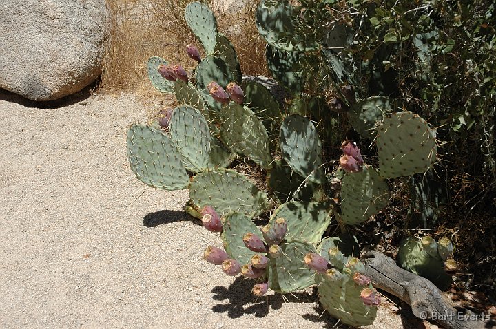 DSC_1123.JPG - A cactus